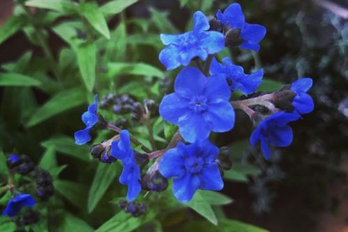 青い花図鑑 人気の品種を 春 夏 秋 冬の季節ごとに分けて紹介します Greensnap グリーンスナップ 青い花図鑑 人気の品種を 春 夏 秋 冬の季節ごとに分けて紹介します Greensnap グリーンスナップ