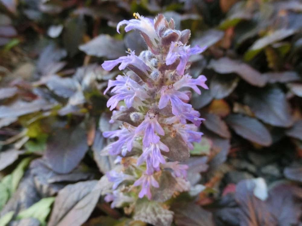 アジュガ　紫色の花