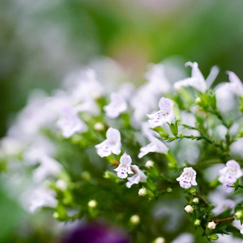 カラミンサの花言葉 花や葉の特徴 種類やハーブとしての効能は Greensnap グリーンスナップ