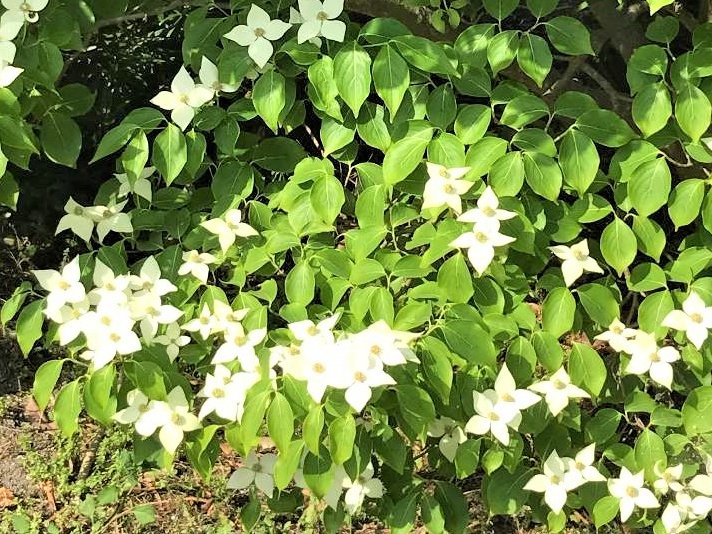 ヤマボウシ(山法師)の育て方｜花が咲かない原因は？紅葉させるコツは？｜🍀GreenSnap（グリーンスナップ）