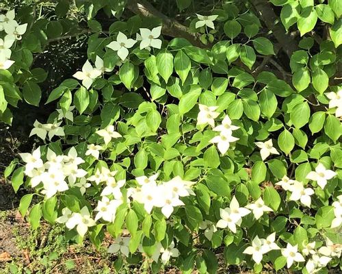 ヤマボウシ 山法師 の育て方 花が咲かない原因は 紅葉させるコツは Greensnap グリーンスナップ