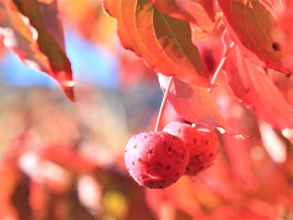 ヤマボウシ　赤い実　日差し