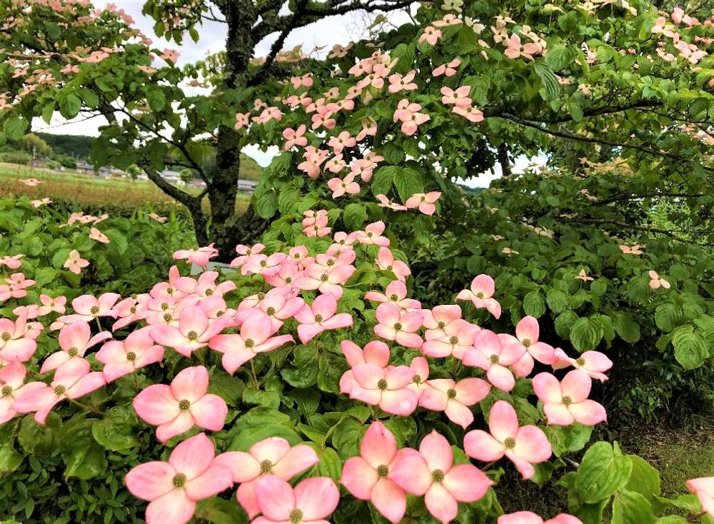 ヤマボウシ　ピンク色の花