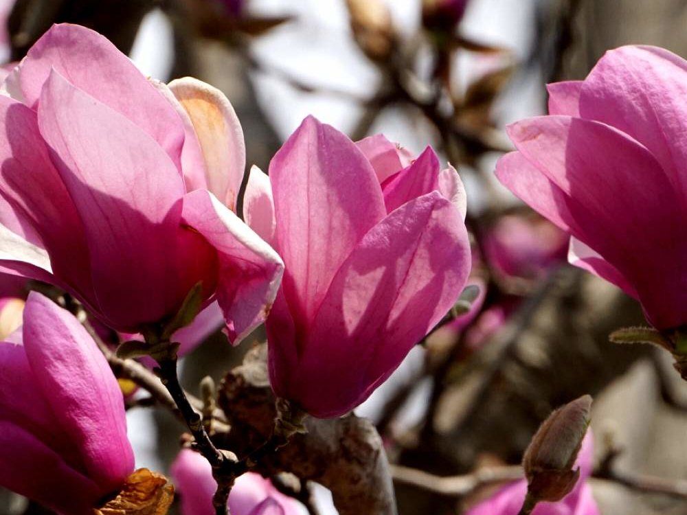 モクレン(マグノリア)　ピンク色の花