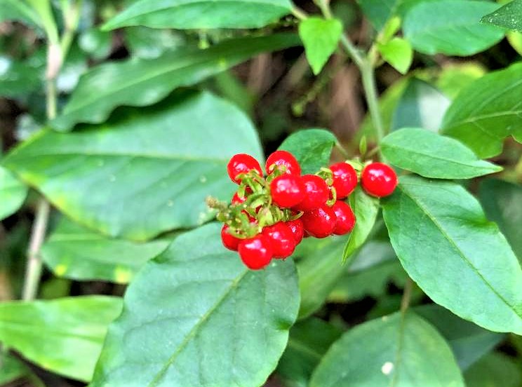 ジュズサンゴの育て方｜種まきや植え付け、植え替えの方法は？｜🍀GreenSnap（グリーンスナップ）