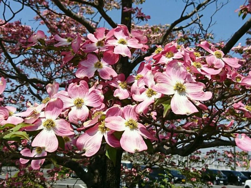ハナミズキ　ピンク色の花　青空