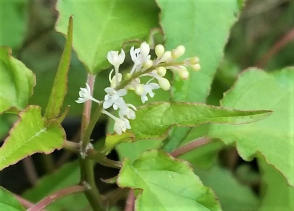 ジュズサンゴ　白い花