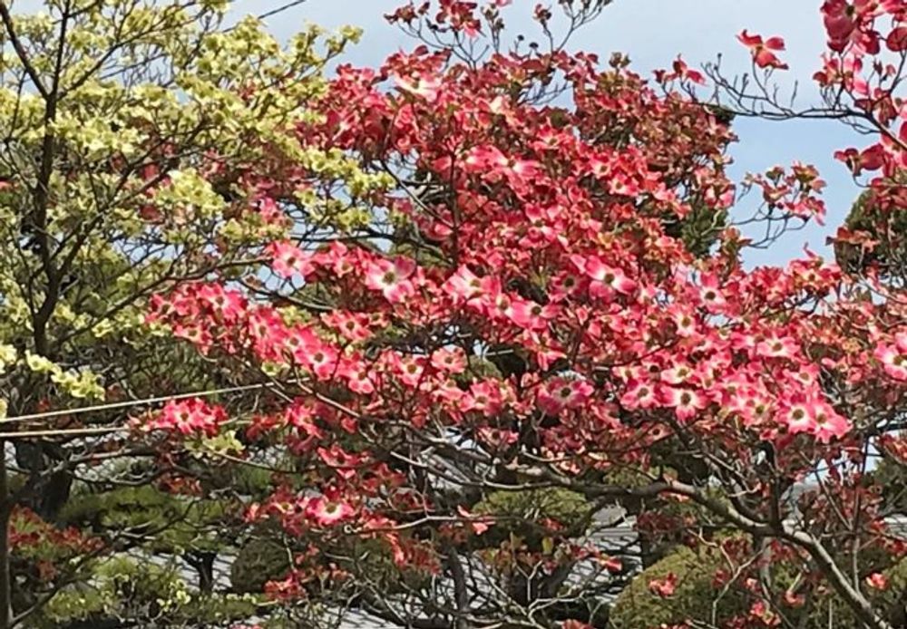 ハナミズキ　紅葉