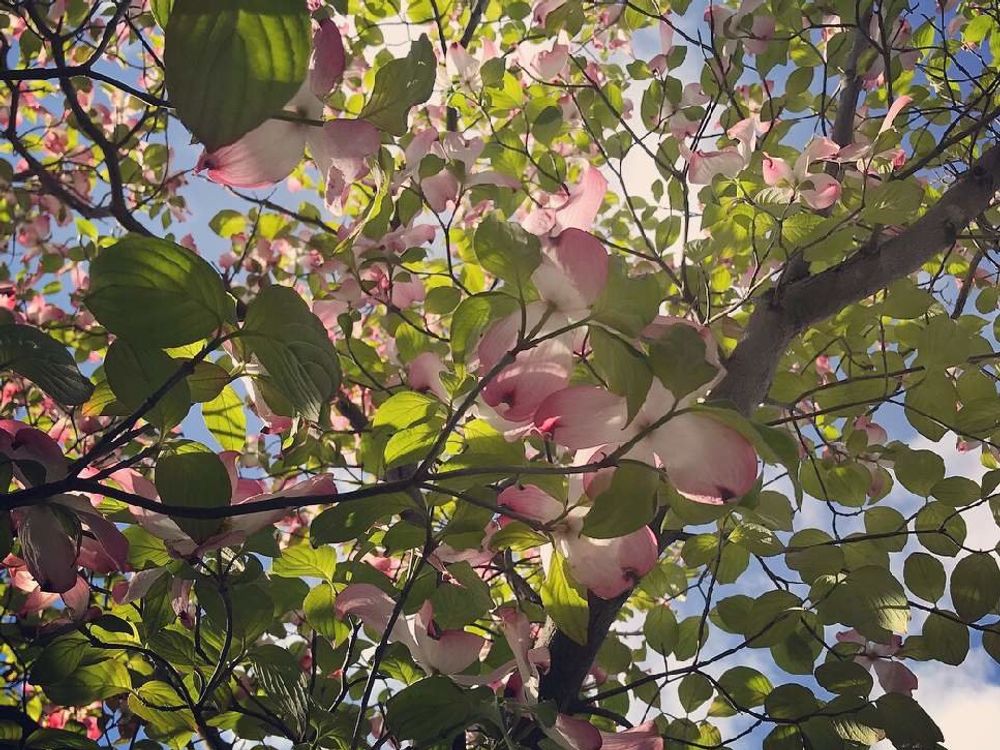 ハナミズキ　ピンク色の花