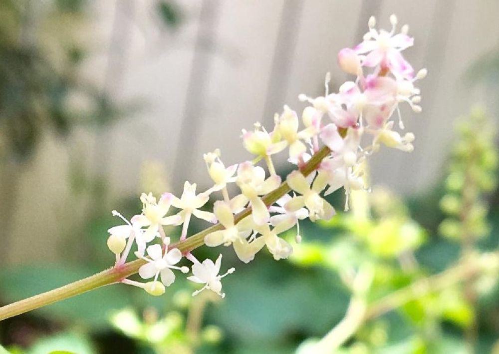 ジュズサンゴ　白い花