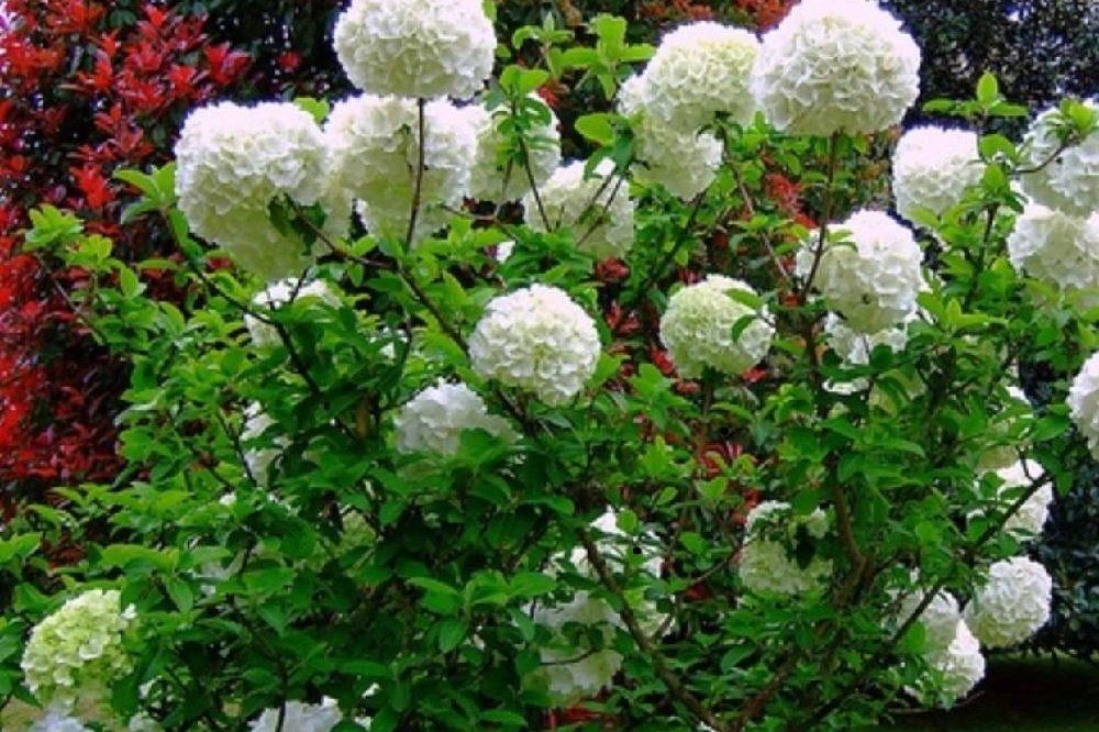 オオデマリ Photo by ロコモさん