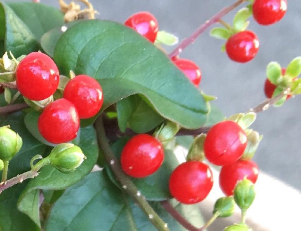 ジュズサンゴ　赤い実