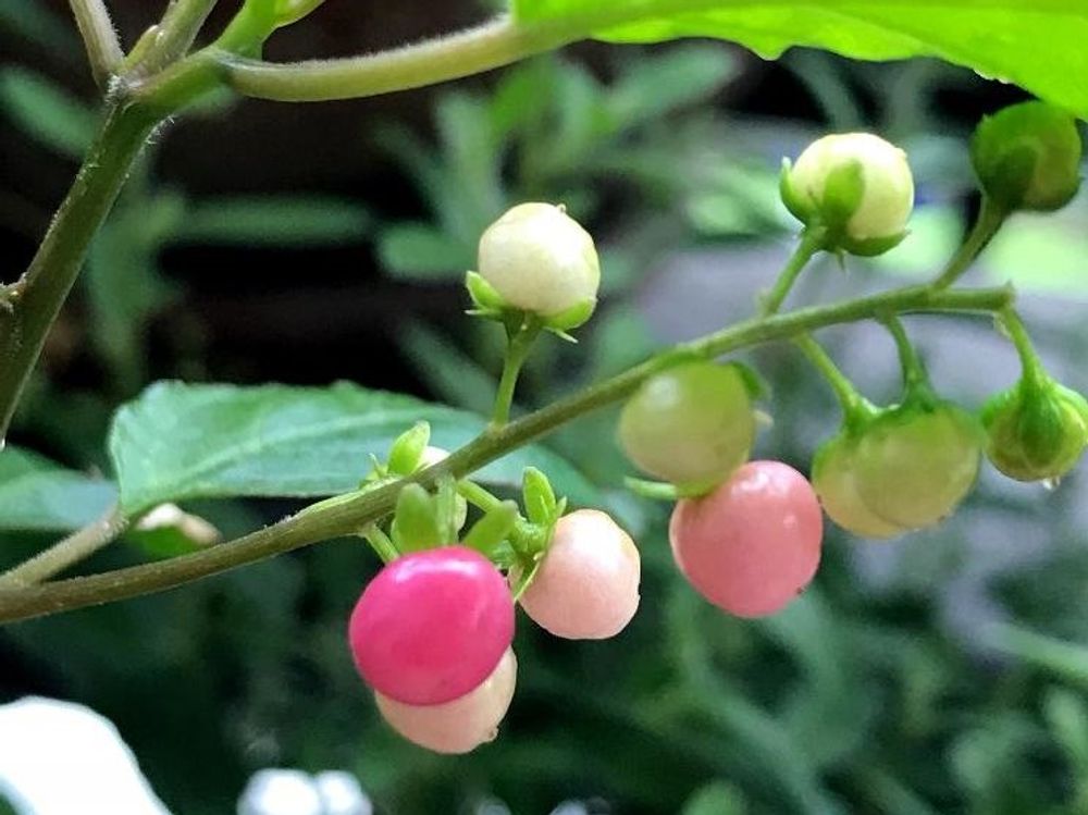 ジュズサンゴ　ピンク色の実