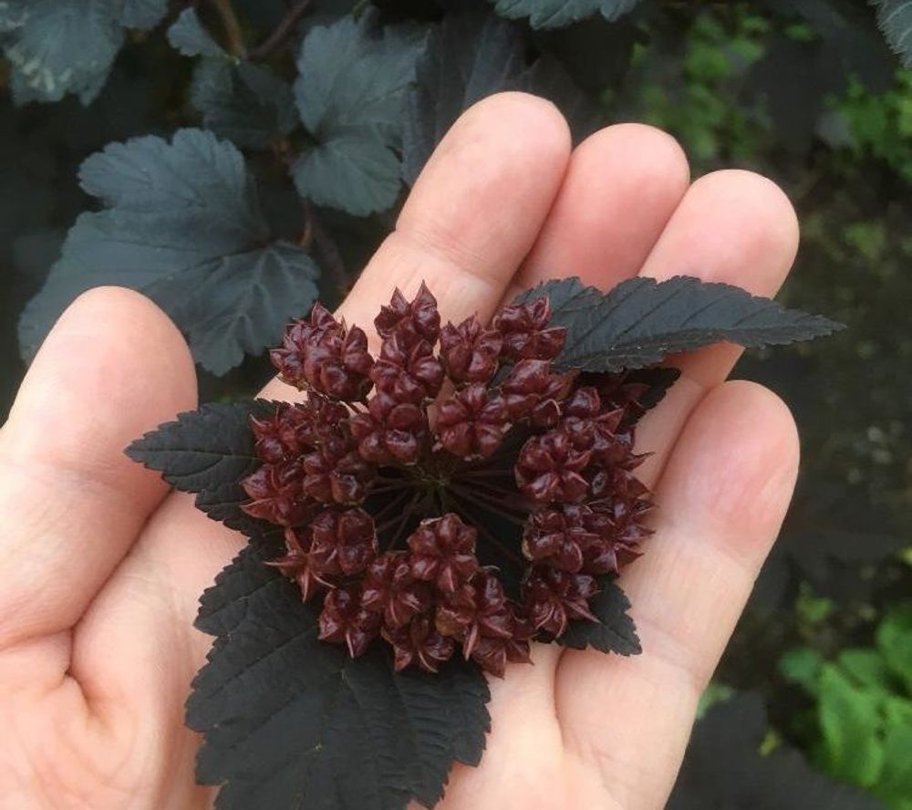 オオデマリ Photo by mameternさん