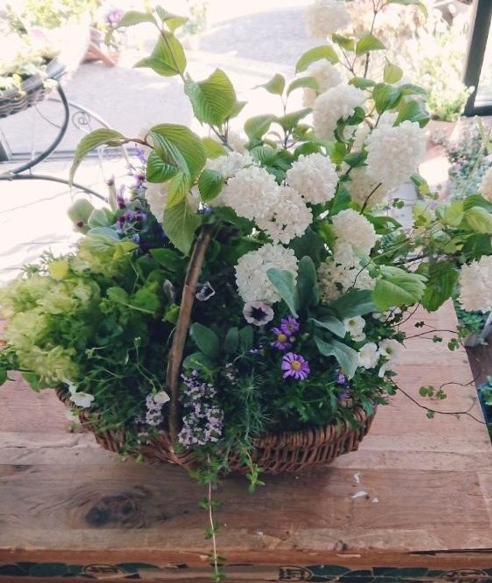 オオデマリ Photo by ミントティーさん