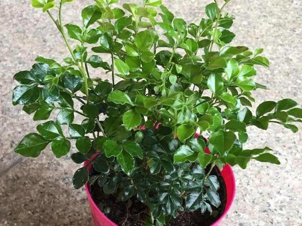 シマトネリコ　鉢植え　株