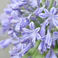 アガパンサスの育て方｜株分けや植え替えのコツは？日陰や種からでも育つ？の画像