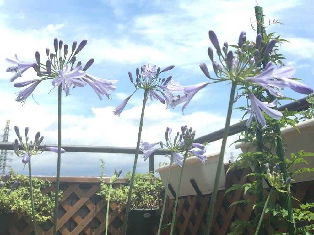 アガパンサス　紫色の花　空