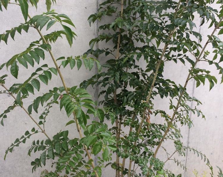 シマトネリコの育て方 植え替えや挿し木の方法は 室内でもok Greensnap グリーンスナップ