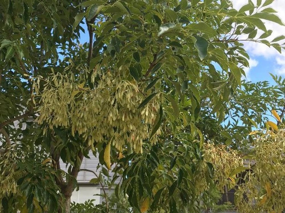 シマトネリコ　葉　青空