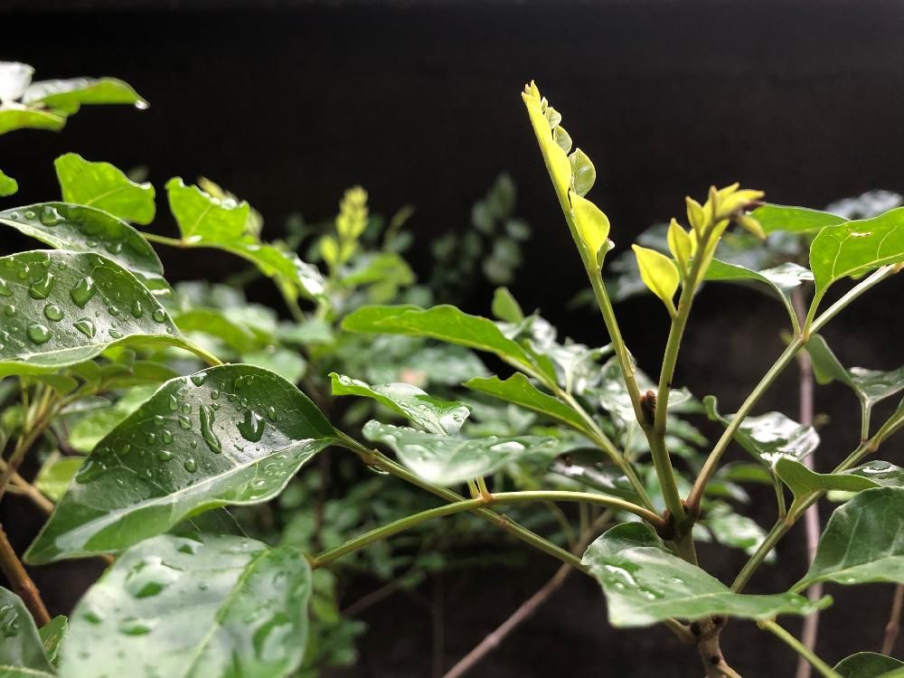 シマトネリコ　水滴