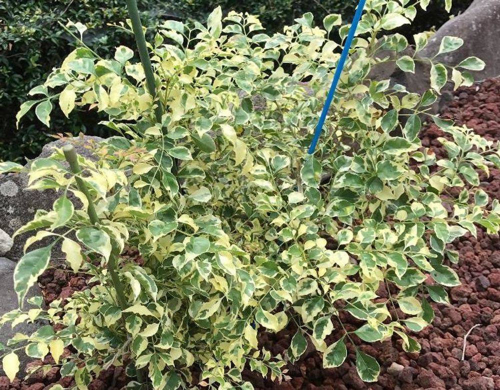 シマトネリコ　地植え　葉