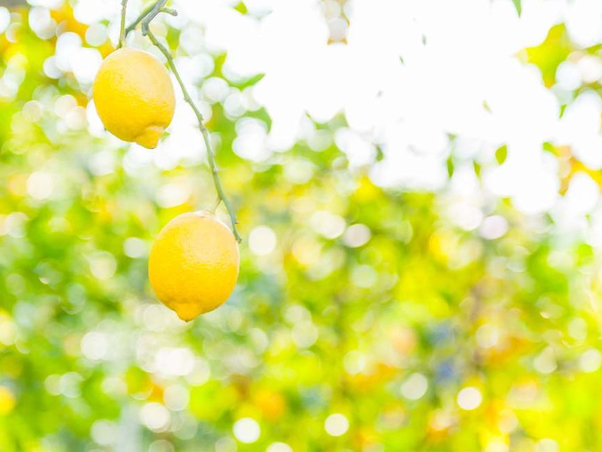 レモンの木の剪定 時期や方法は 収穫量をあげるコツはなに Greensnap グリーンスナップ