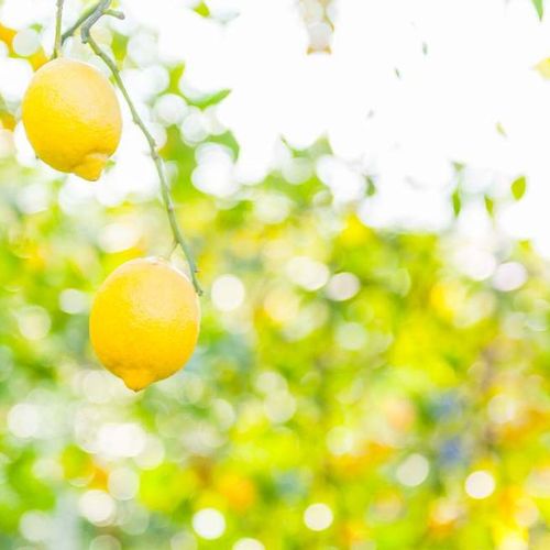 レモンの木の育て方 肥料の頻度 収穫時期は 鉢植え栽培がかんたん Greensnap グリーンスナップ