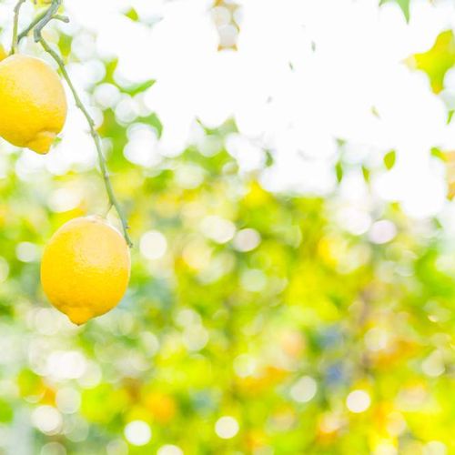レモンの木の育て方 栽培 鉢植えでも収穫できる 苗木を大きくするコツは Greensnap グリーンスナップ