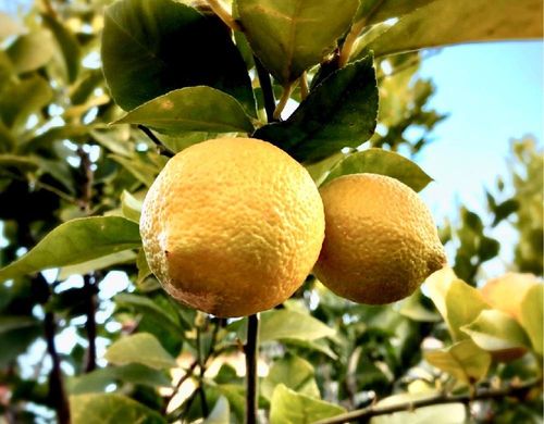 レモンの木の育て方 肥料の頻度 収穫時期は 鉢植え栽培がかんたん Greensnap グリーンスナップ