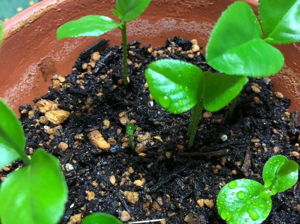レモンの木　苗　鉢植え　水滴