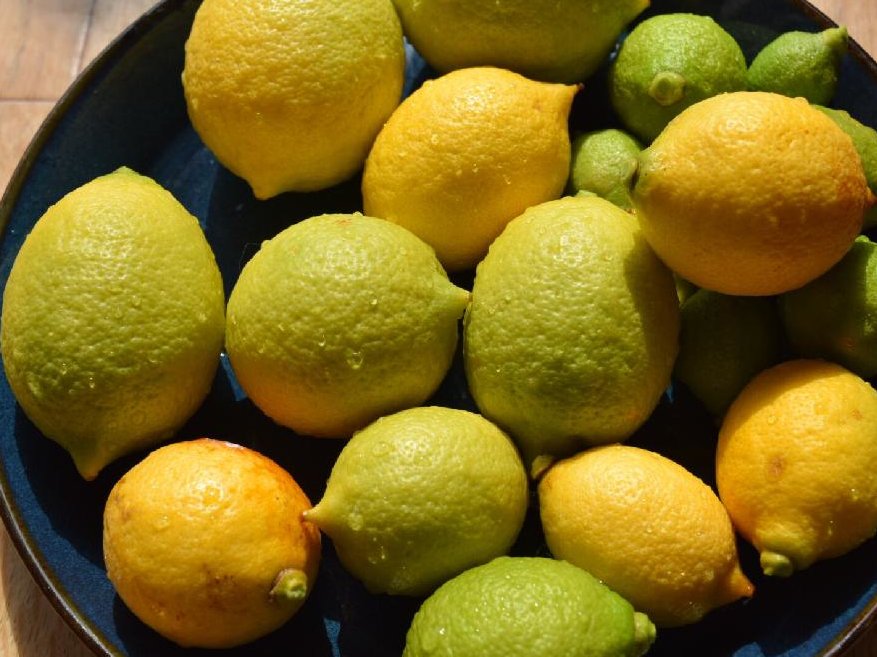 レモンの木　黄色い実　収穫