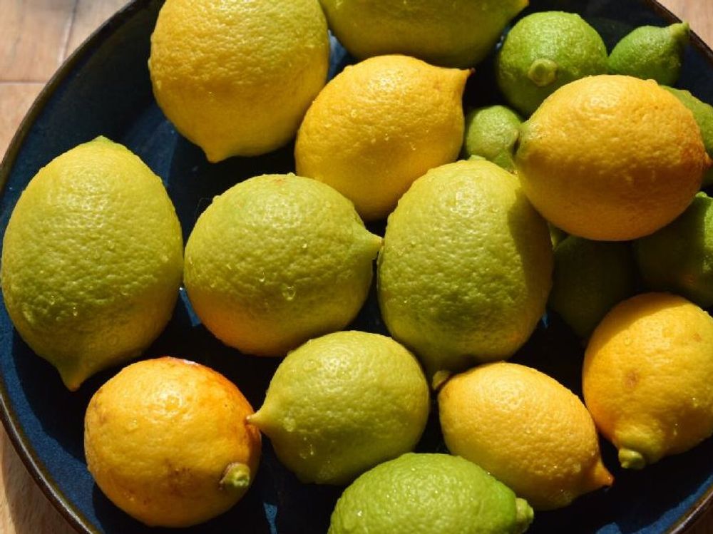 レモンの木　黄色い実　収穫