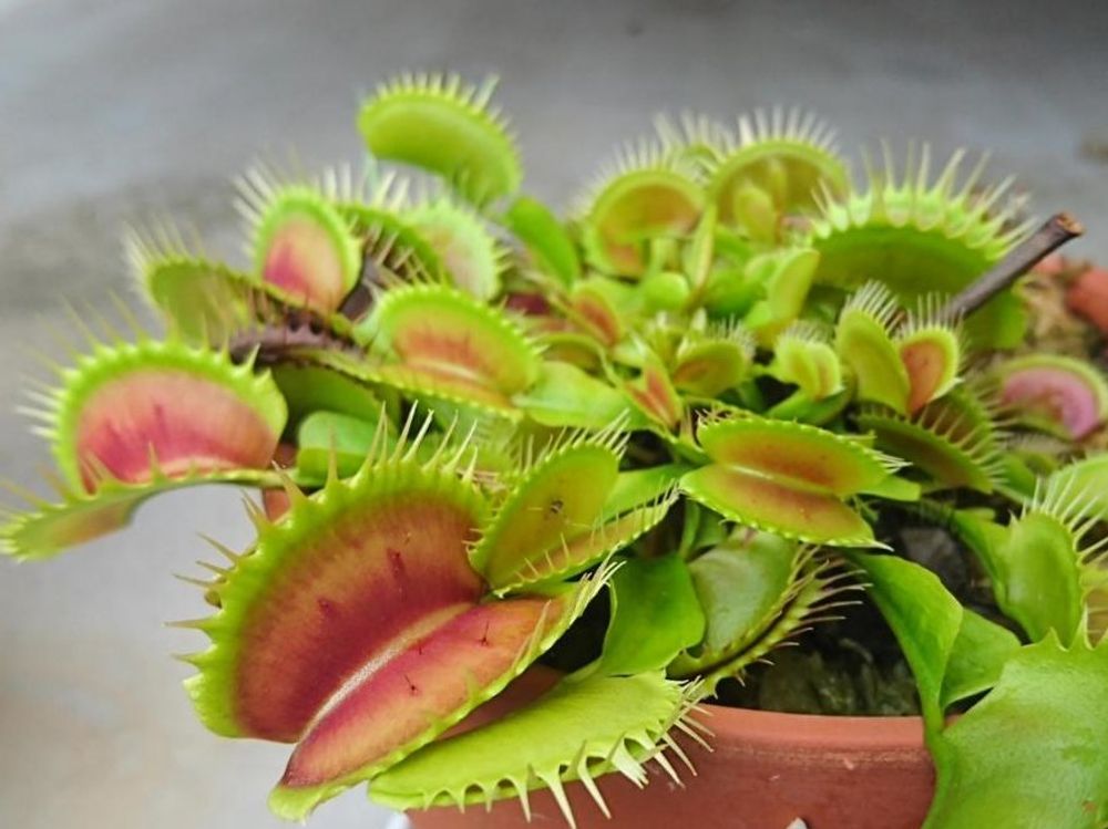 ハエトリソウ(ハエトリグサ)　鉢植え