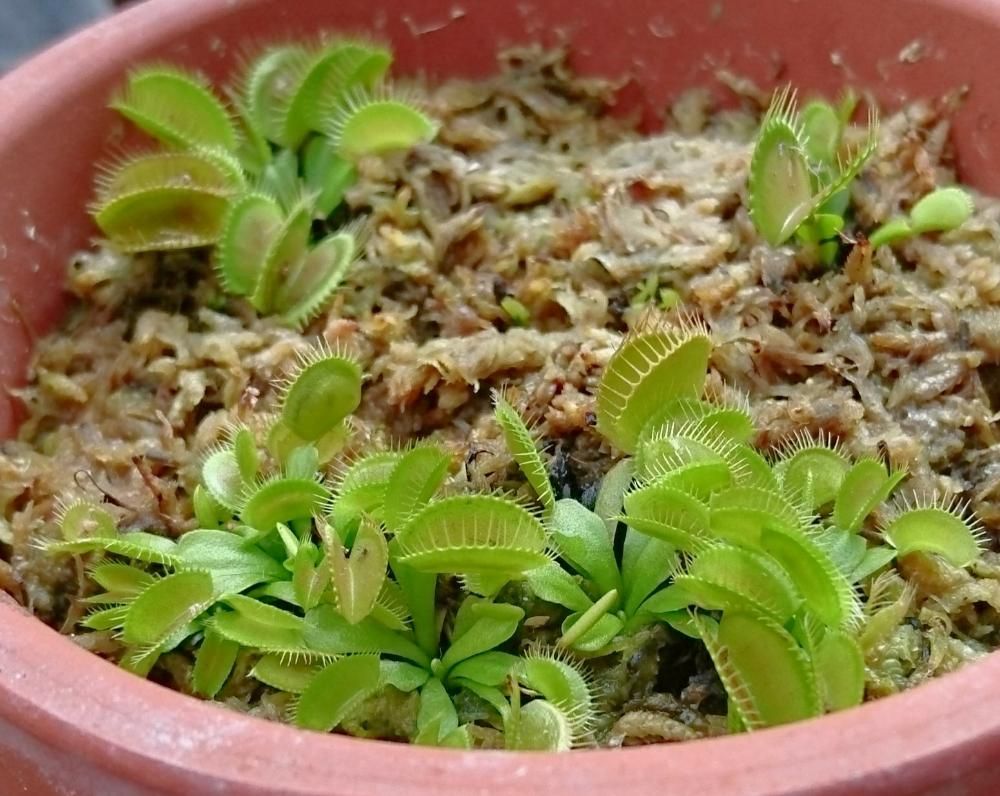 ハエトリソウ(ハエトリグサ)　鉢植え