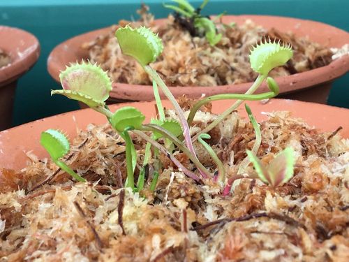 ハエトリソウ ハエトリグサ の育て方 捕食の仕組みや餌は 植え替え方法は Greensnap グリーンスナップ