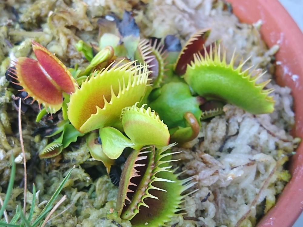 ハエトリソウ(ハエトリグサ)　鉢植え