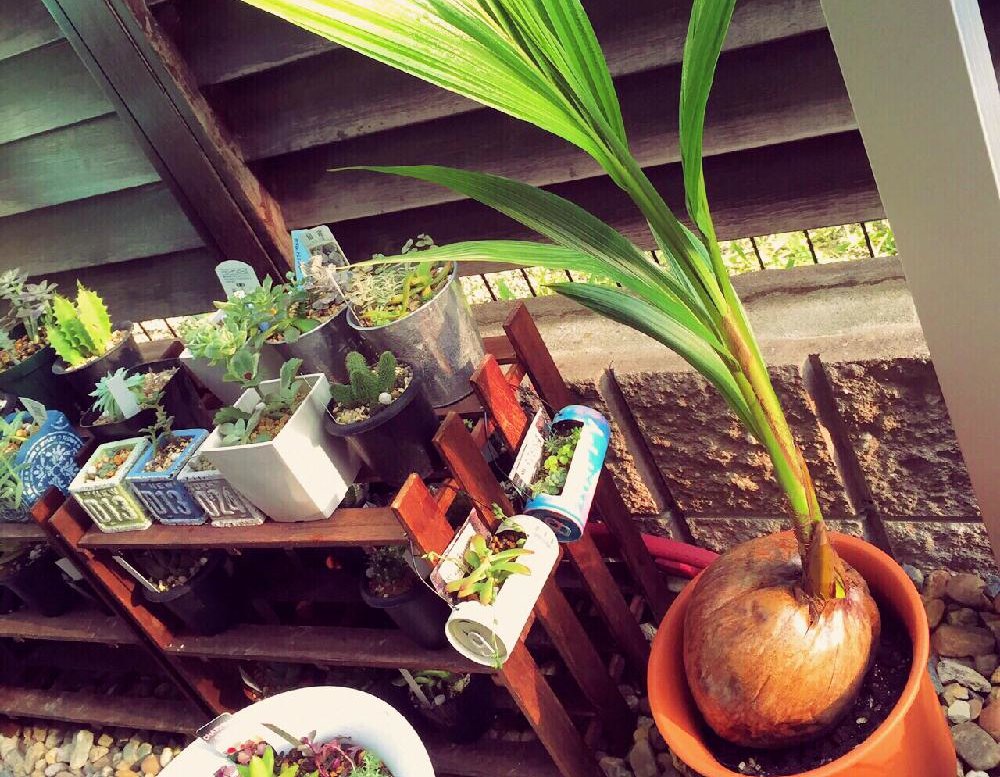 ココヤシの育て方 植え替えや種の植え方は 室内で育てる方法は Greensnap グリーンスナップ