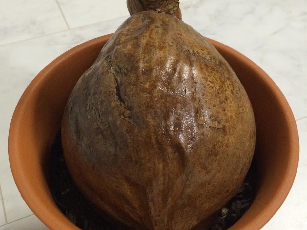 ココヤシ　株　鉢植え