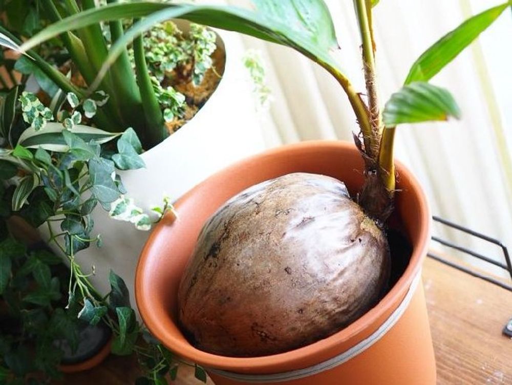 ココヤシ　鉢植え　窓際