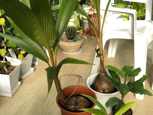 ココヤシの育て方 植え替えや種の植え方は 室内で育てる方法は Greensnap グリーンスナップ