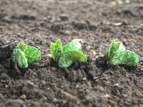 大豆の育て方 種まきや植える時期は プランターでも栽培できるの Greensnap グリーンスナップ