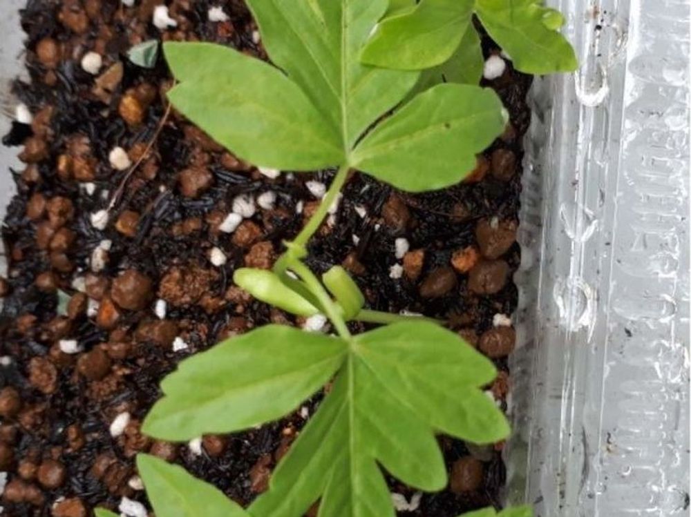 フウセンカズラ　株