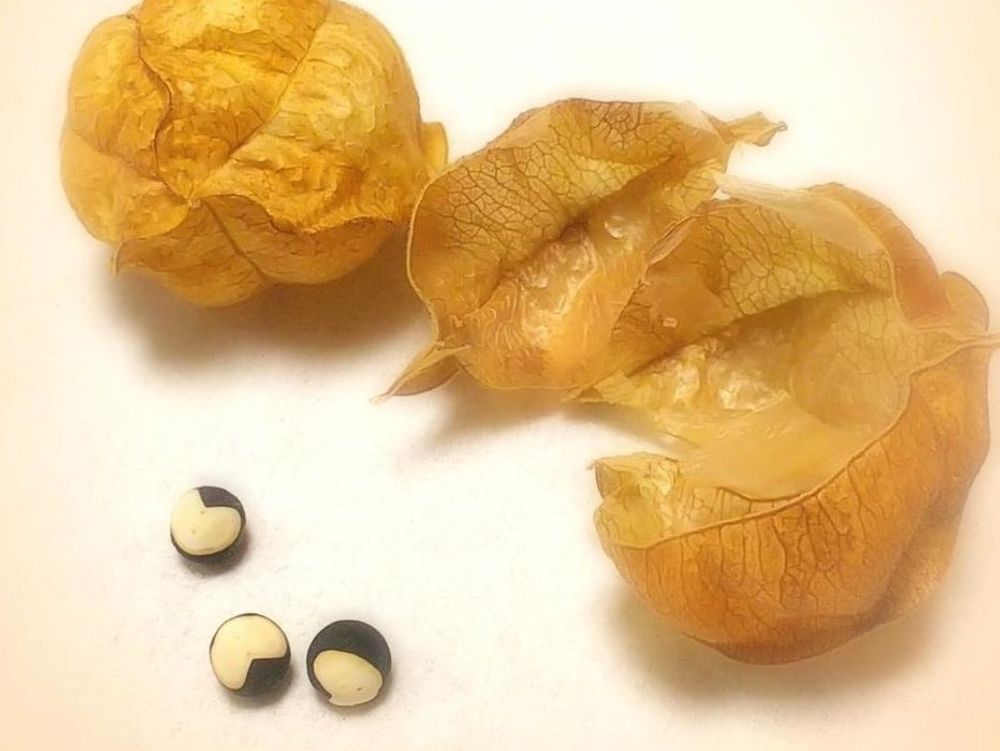 フウセンカズラ　種