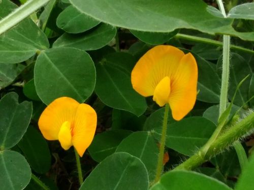 落花生の育て方 種まきや水やりの方法は プランター栽培もできる Greensnap グリーンスナップ