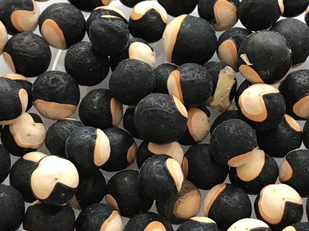 フウセンカズラ　種