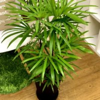 シュロチクの育て方｜水やりや植え替え、剪定の方法は？の画像