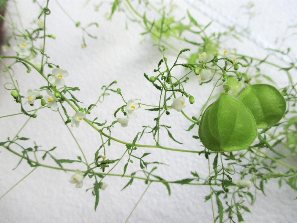 フウセンカズラ　白い花