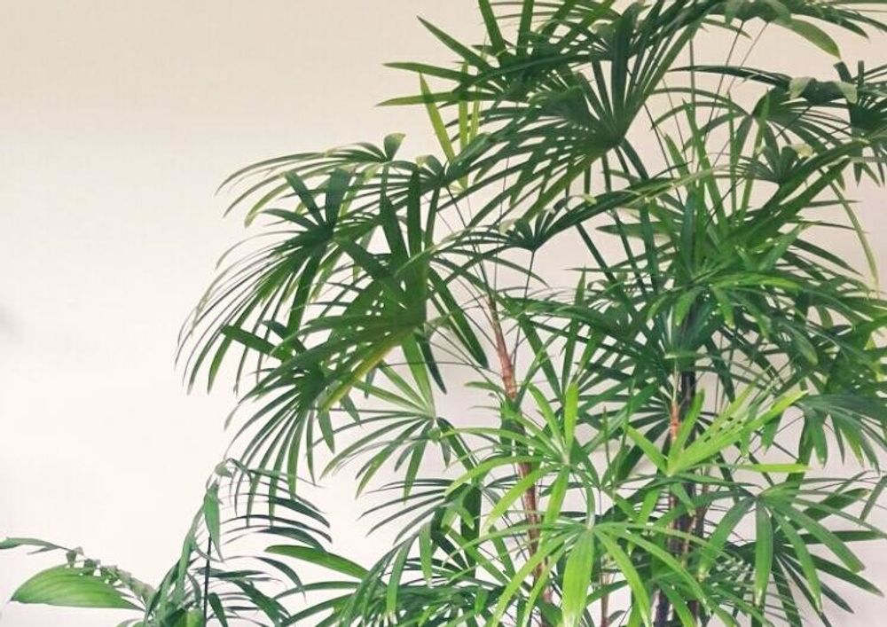 シュロチク　葉