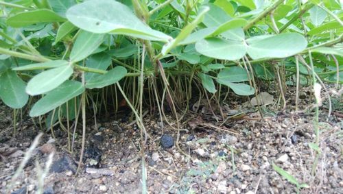 落花生の育て方 種まきや水やりの方法は プランター栽培もできる Greensnap グリーンスナップ